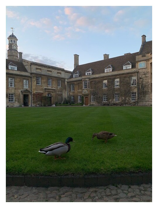 Two ducks on a round lawn in front of the old buildings in first court