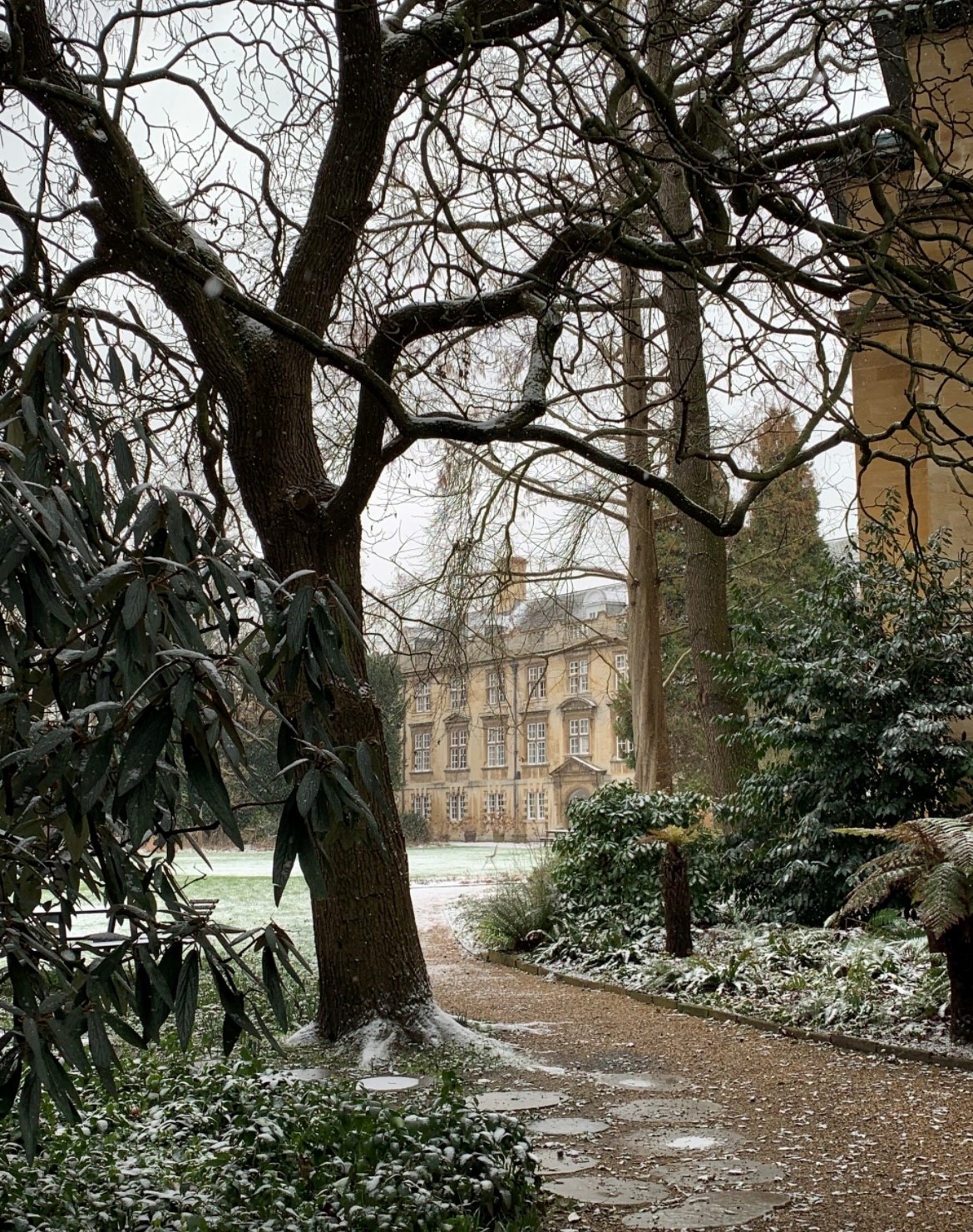 Tree in winter, with grass and Blyth building in the background