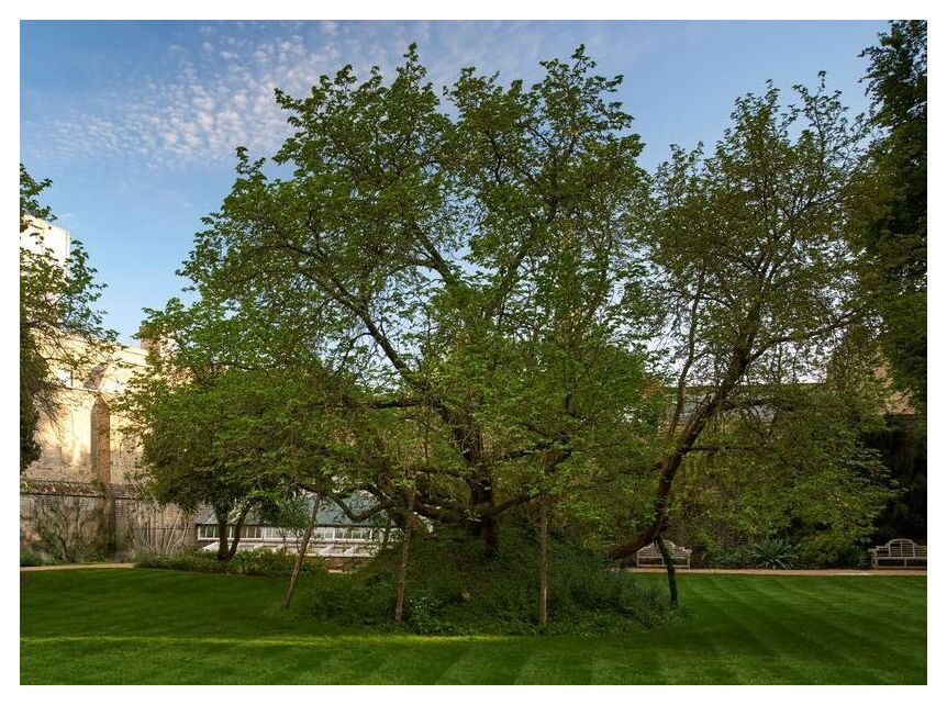 Mulberry Tree