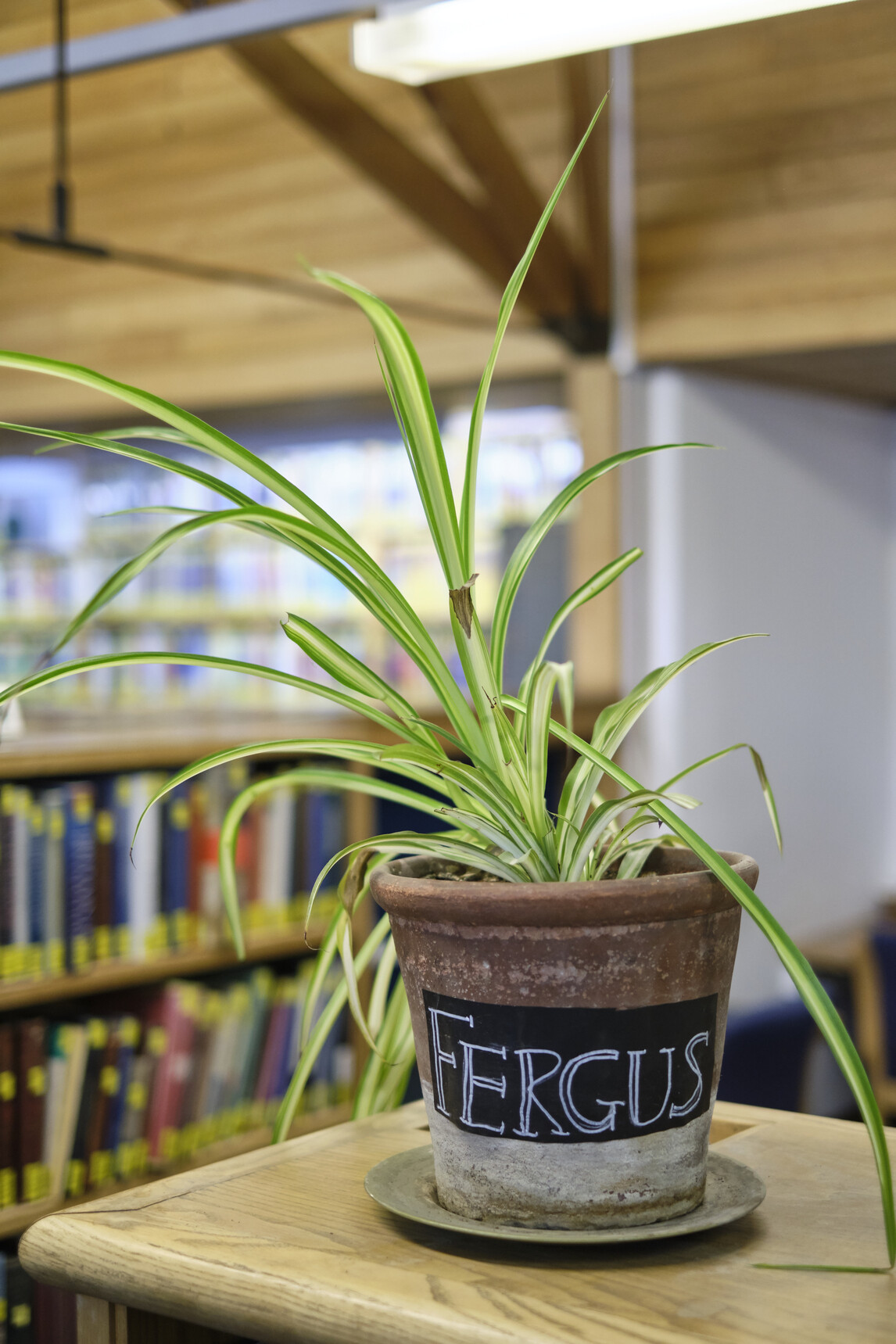 Fergus the plant