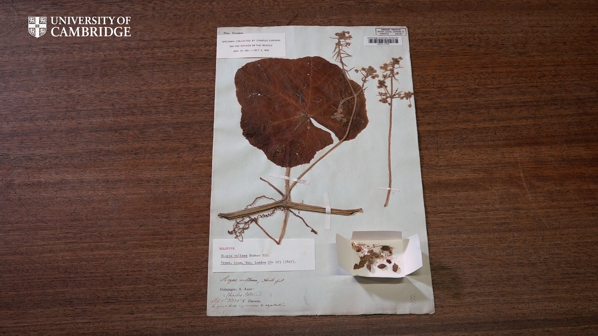 Plant leaf pressed onto paper