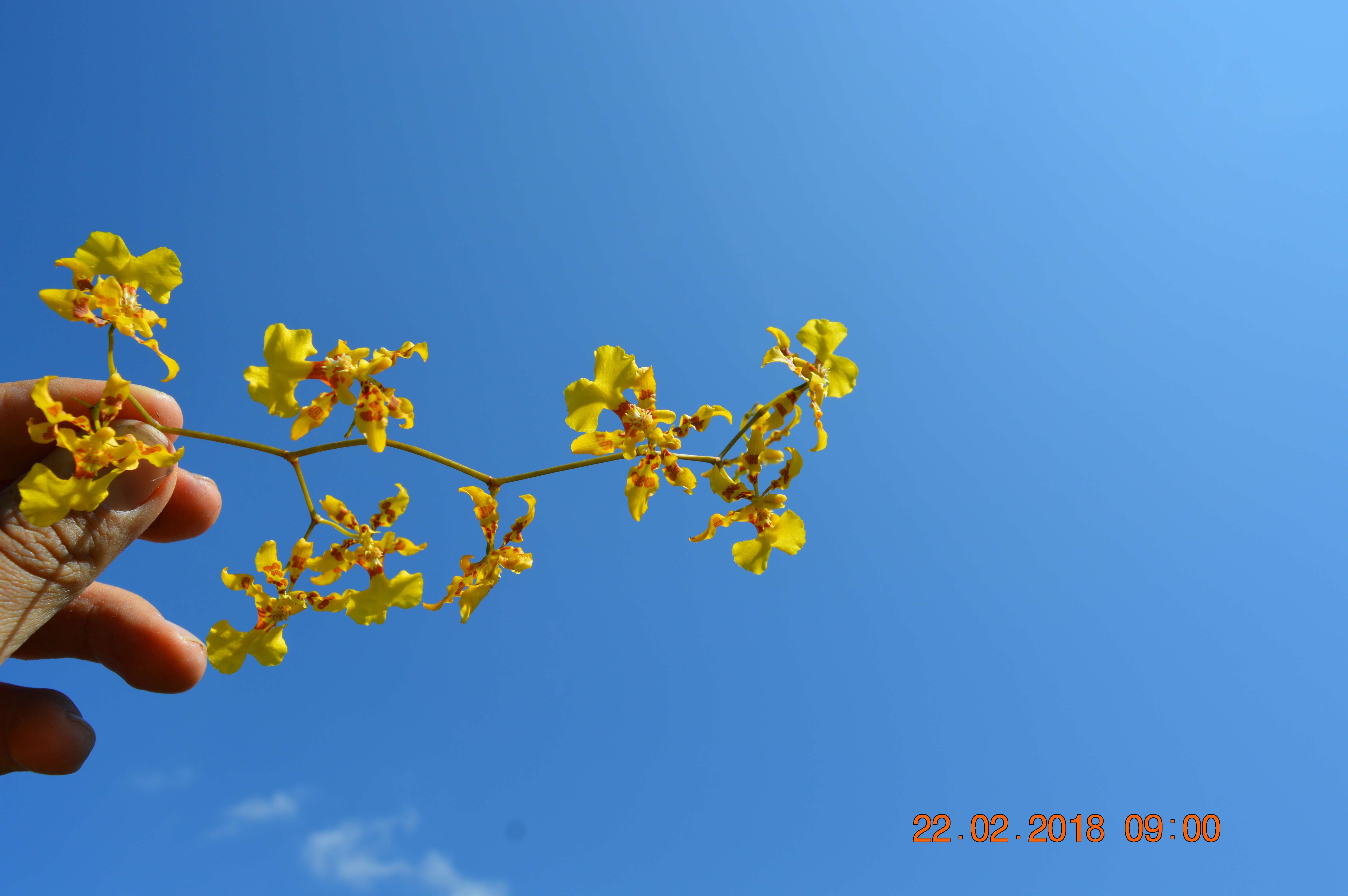Close up of Oncidium
