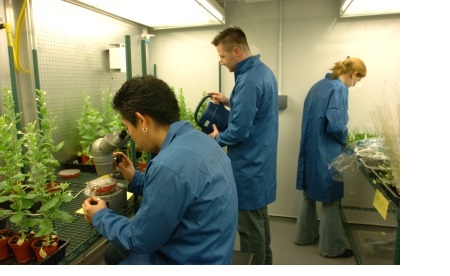 Researchers in blue overalls working in the Department of Plant Sciences at the University of Cambridge.