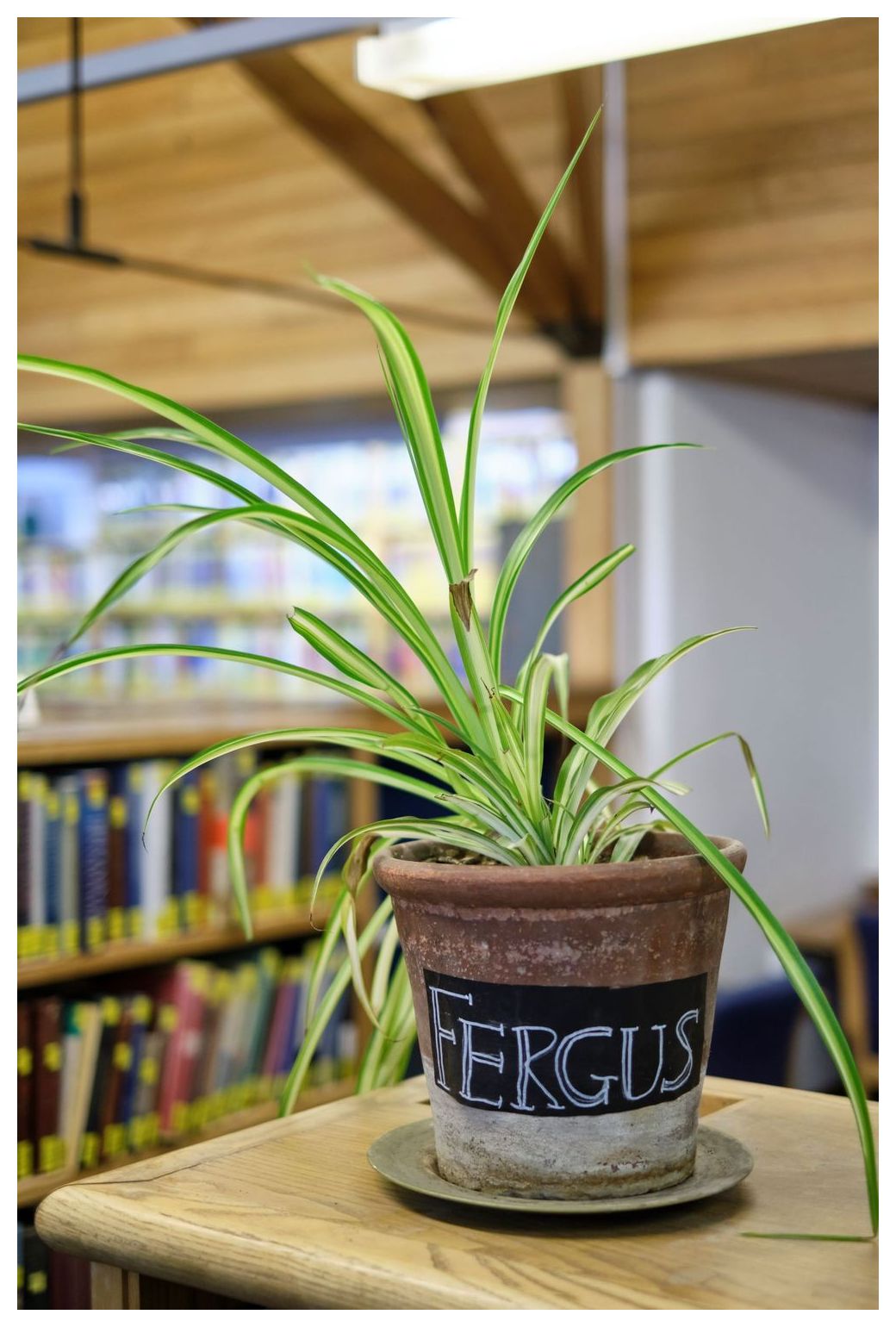Fergus the library plant, Christ's College, Cambridge