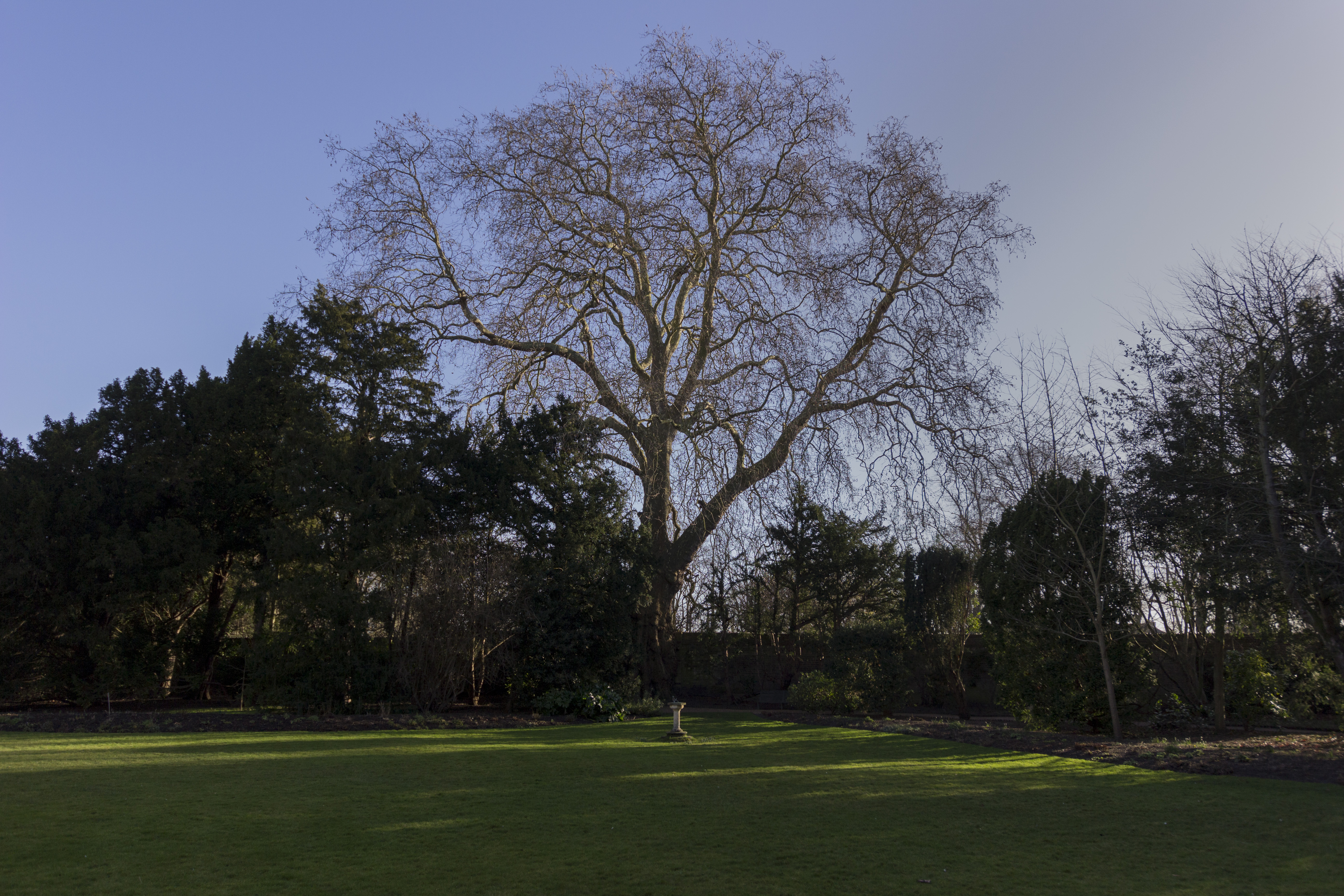 Fellows Garden London Plane