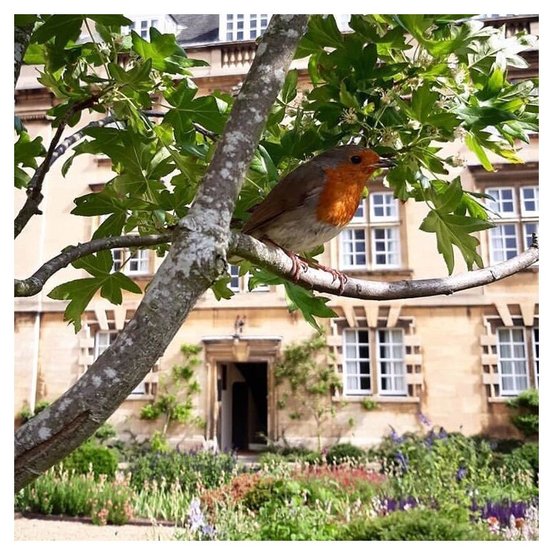 Robin on a tree in Third Court