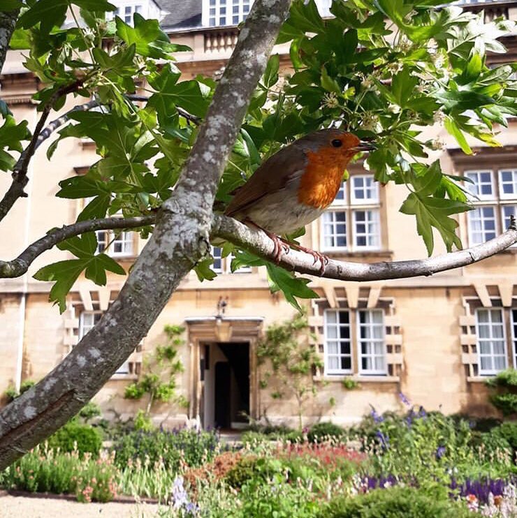 Robin in tree