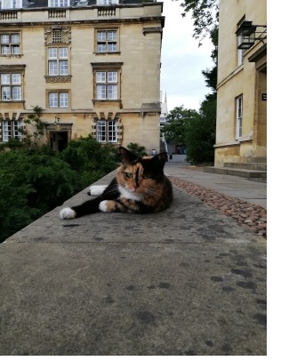 Rocket, the college cat of Christ's College, Cambridge, stretching out on a bed.