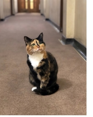 A tortoiseshell cat, with impossibly wide and beautiful eyes, looking upwards at something out of shot, in a carpeted corridor.
