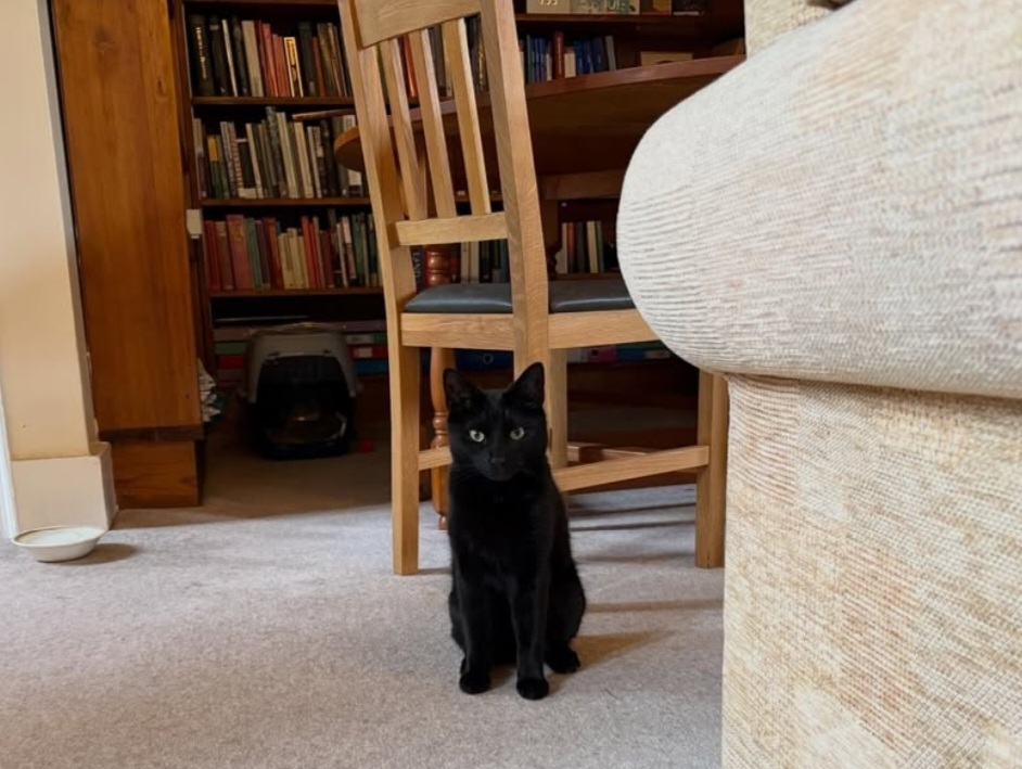 Black cat in front of chair