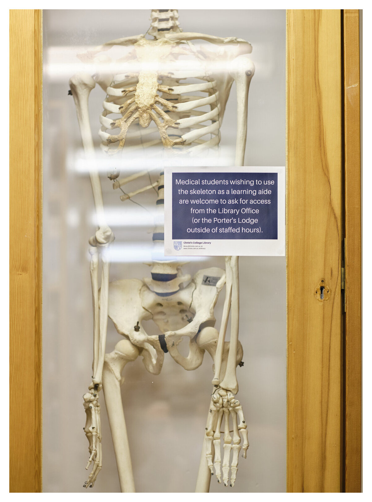 Skeleton in display cabinet