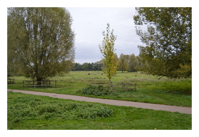 Stourbridge Common. Credit: N Chadwick