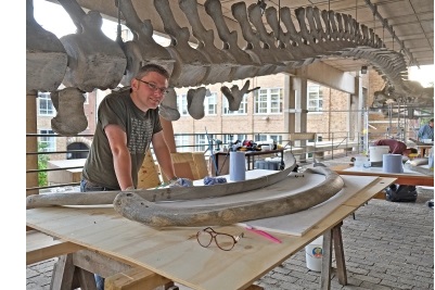 The skeleton of a whale at the Museum of Zoology at the Downing Site, Cambridge.