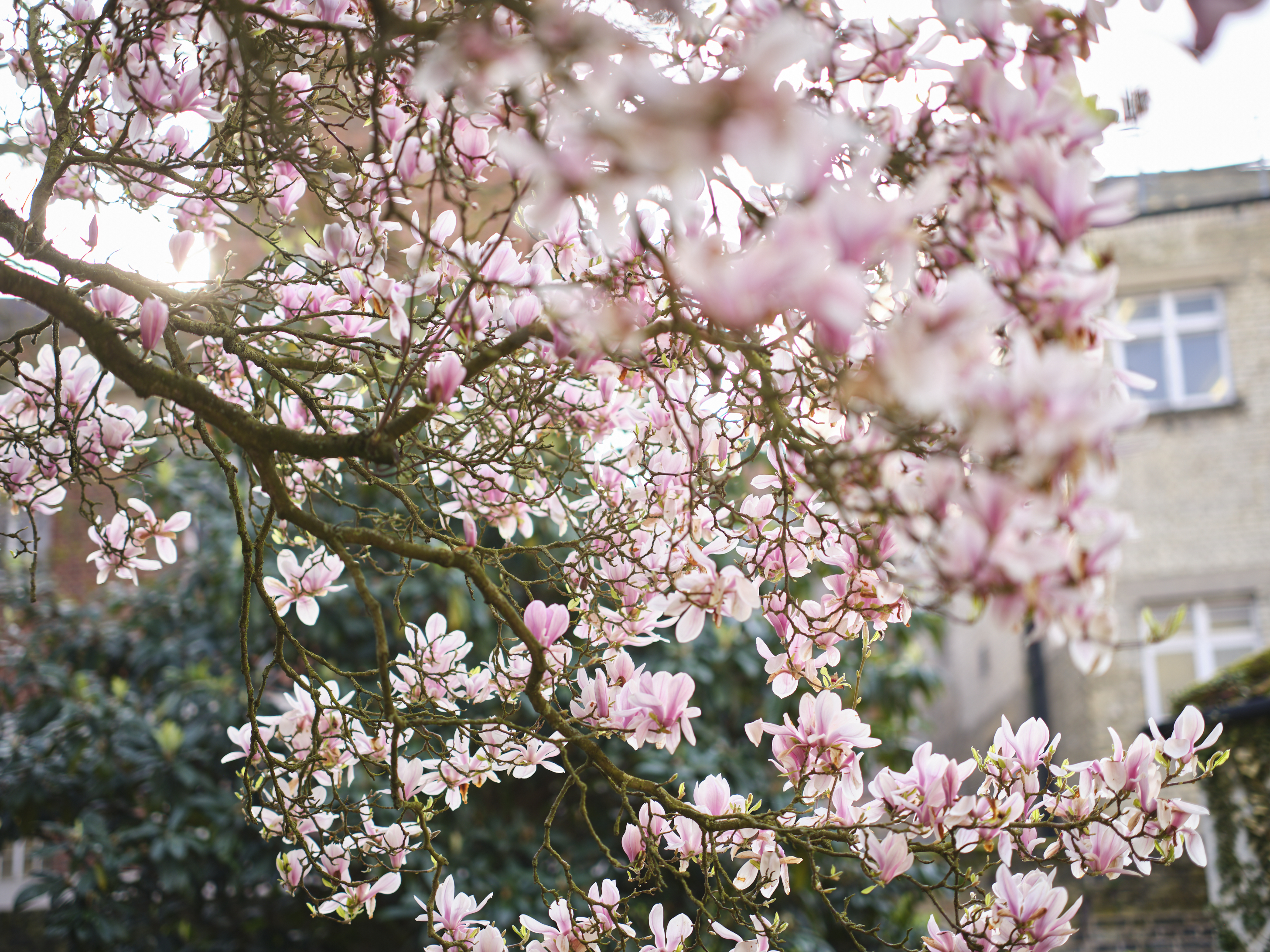 Magnolia