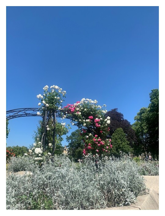 Lots of flowers with a blue sky in the background