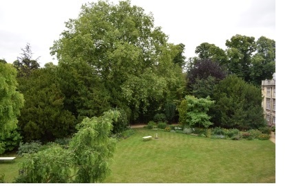 The view of the Fellows Garden, with a lawn at the centre bordered by trees, at Christ's College, Cambridge, from a third-floor room in the Blythe accomodation block.