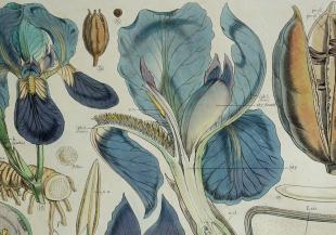 Botanical drawings