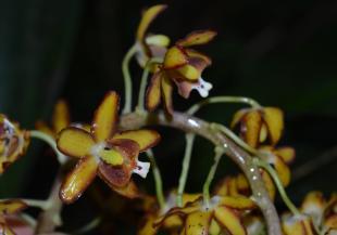 Close up of Eriopsis biloba