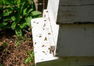 Bees flying in an out of a hive