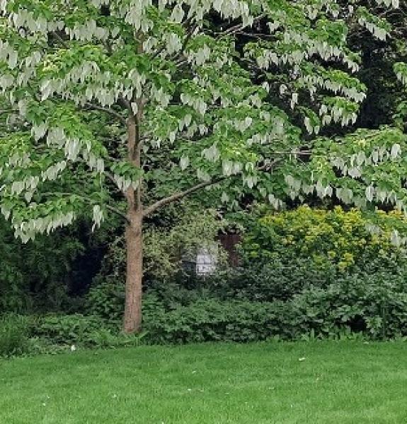 Revision in the Fellows' Garden