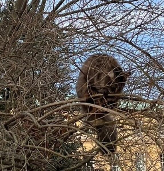Finch in tree