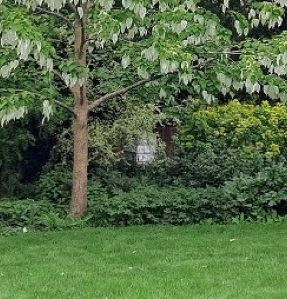 Students reading in the Fellows' Garden