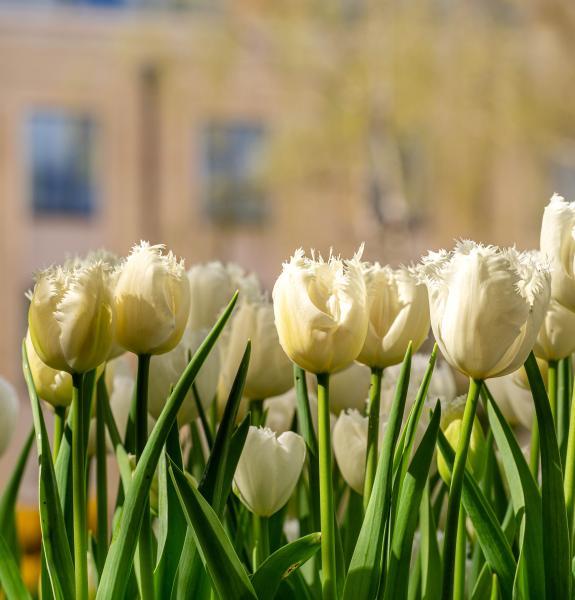 Tulips