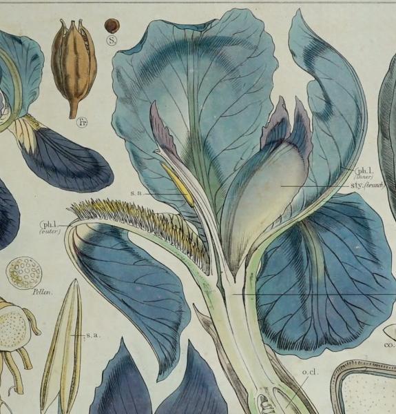 Botanical drawings