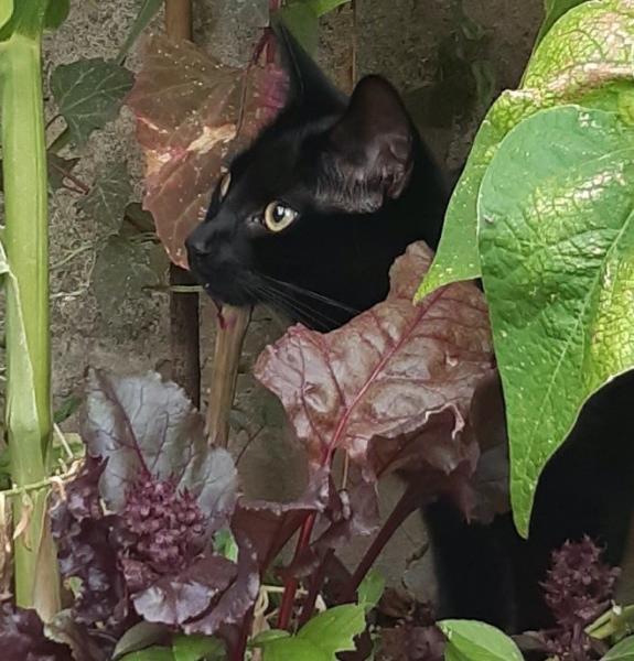 Baines (College cat)