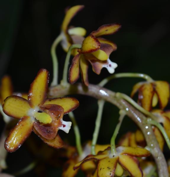 Close up of Eriopsis biloba
