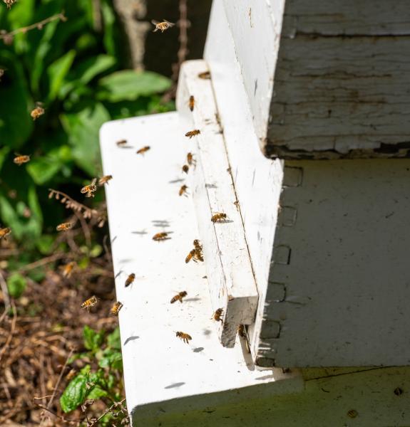 Bees flying in an out of a hive