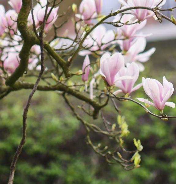 Magnolia in Christ's College