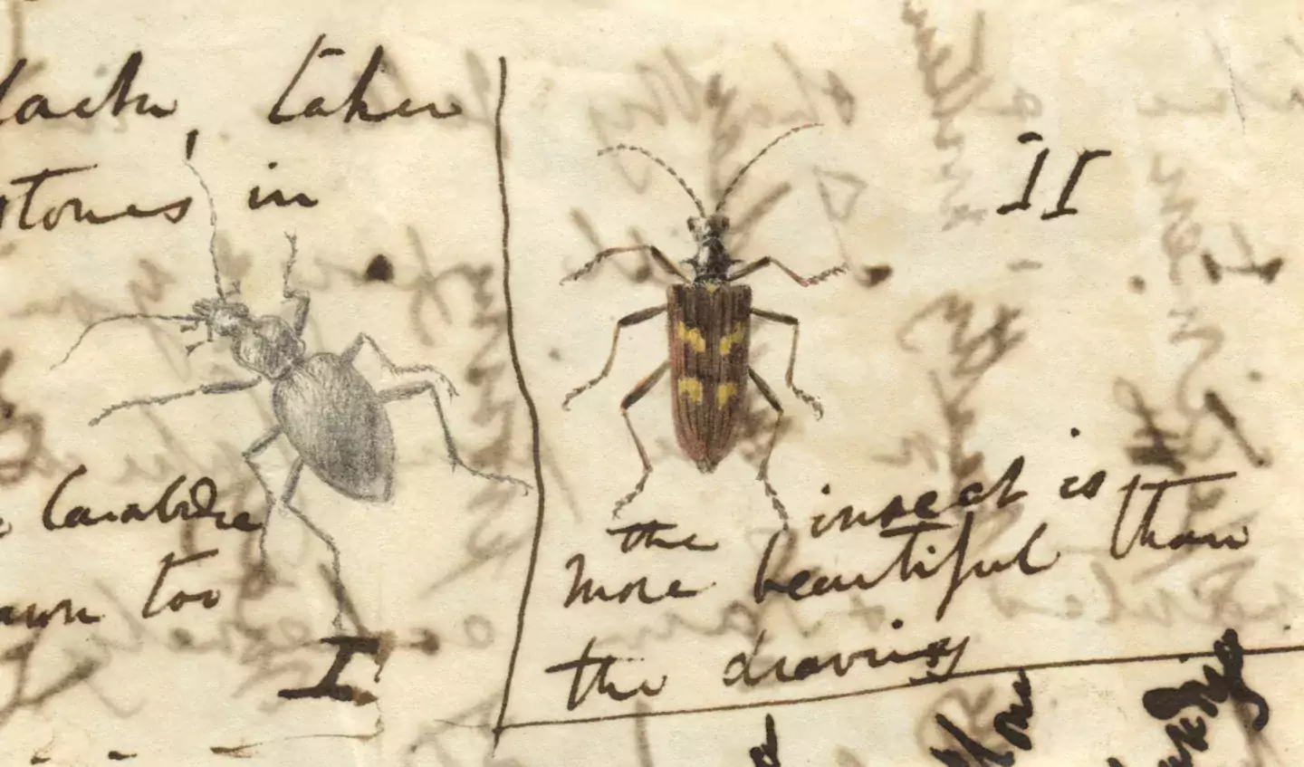 Beetles drawn on a letter written by Charles Darwin