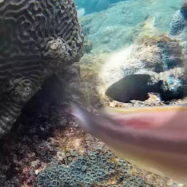 Fish on a coral reef