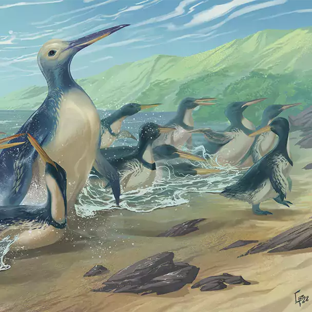 Drawing of large and small penguins