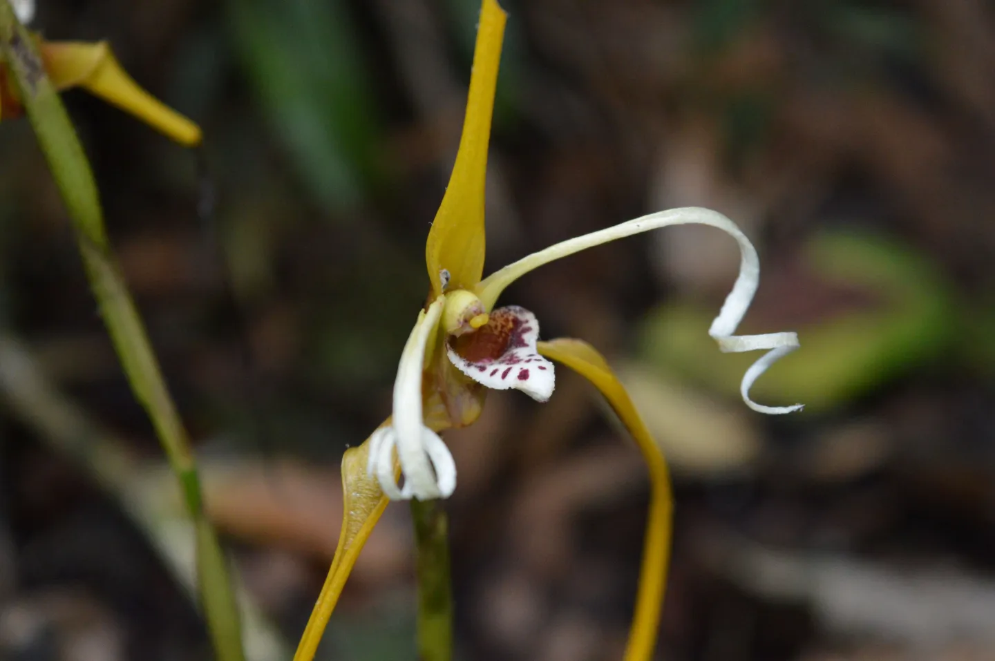 Maxillaria fractiflexa © Edicson Parra-Sánchez