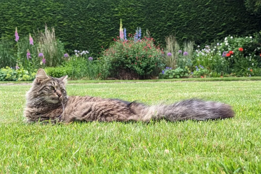 Finch in Second Court