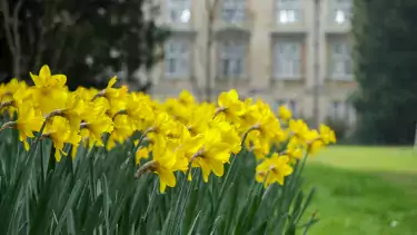 Daffodils in second court