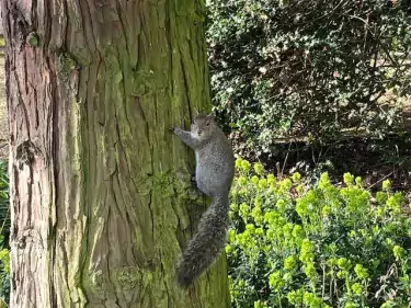 Squirrel on tree