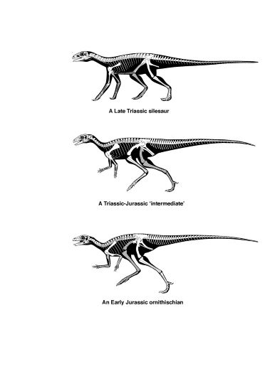 Three dinosaur skeletons