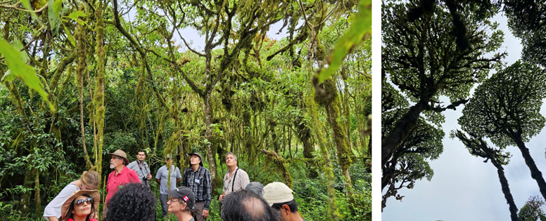 Galapagos forest