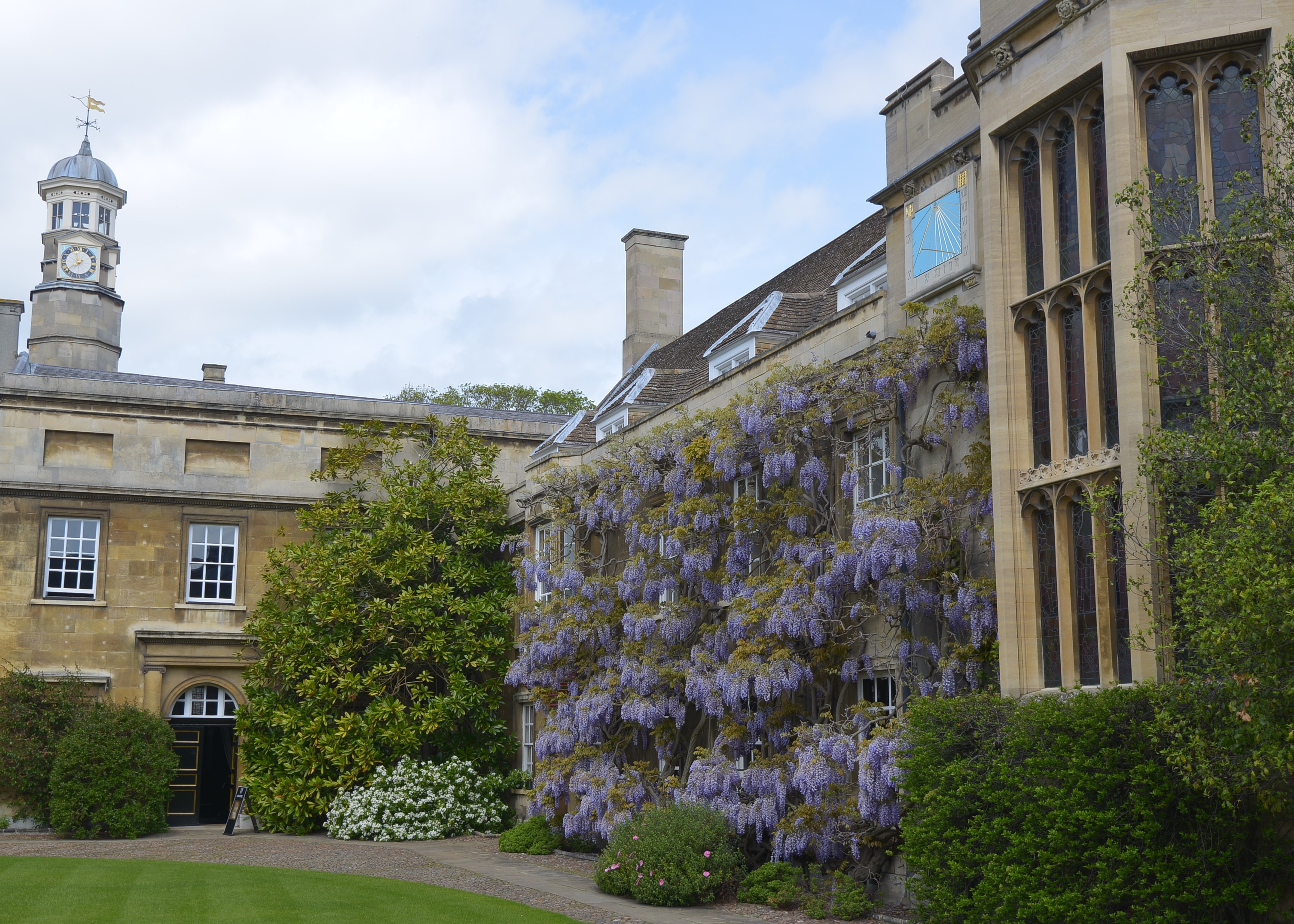 Wysteria